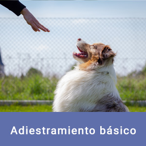 Adiestramiento básico