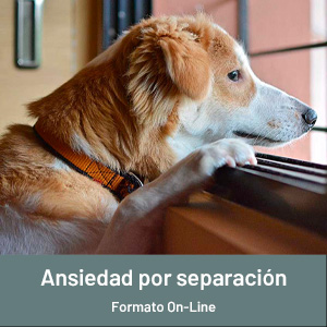 Ansiedad por separación