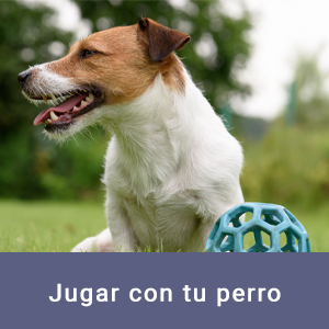 Jugar con tu perro