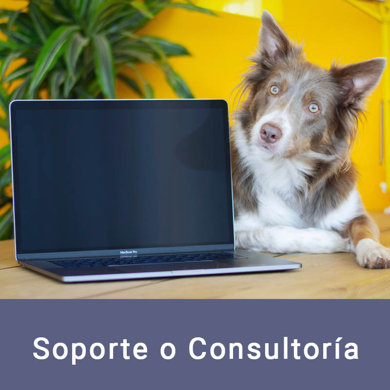 Soporte o consultoría por videollamada