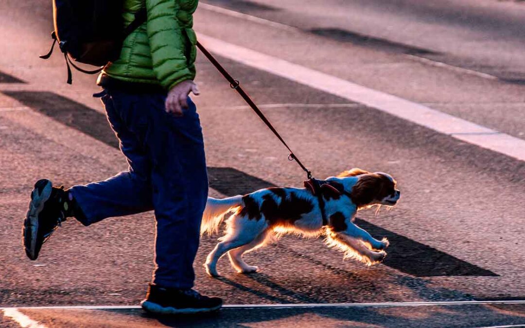 Mi perro tira de la correa: ¿por qué ocurre y cómo trabajarlo?