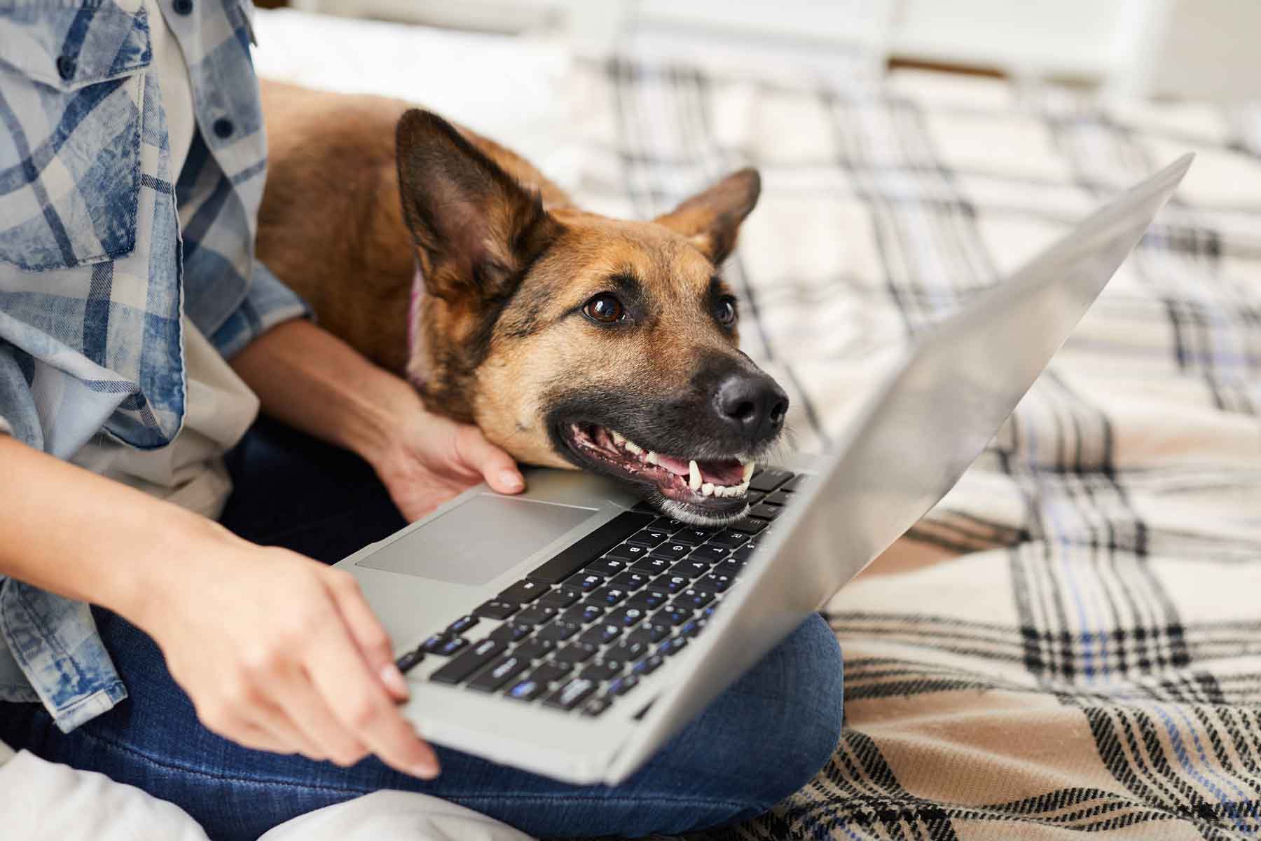 adiestramiento_canino_online