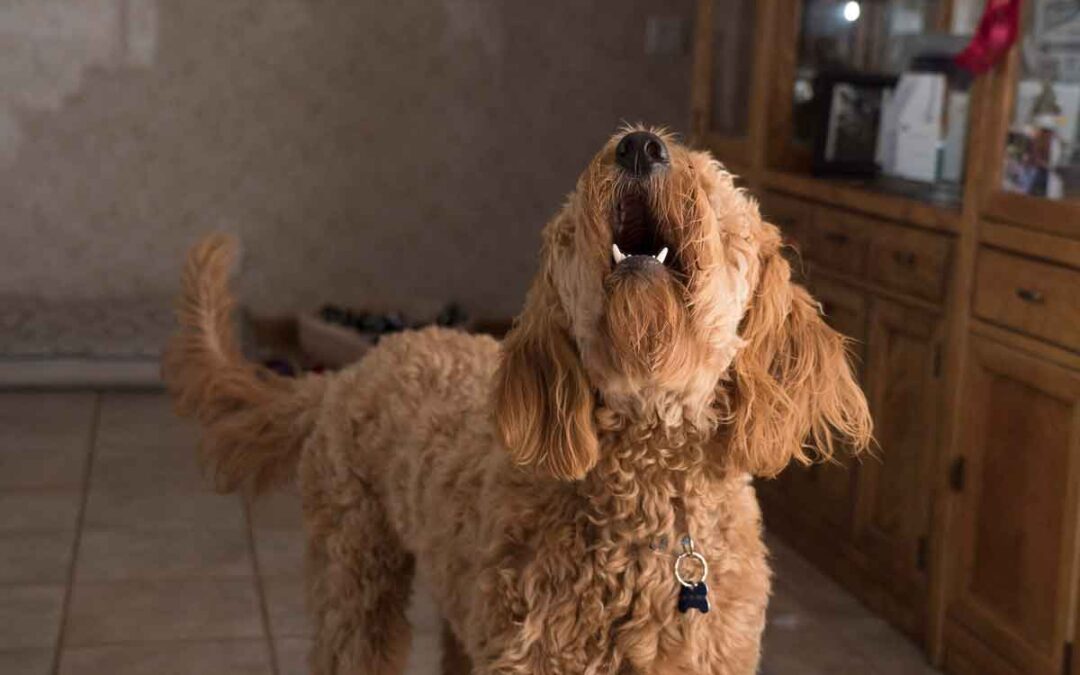 Mi perro ladra cuando se queda solo: ansiedad por separación en perros