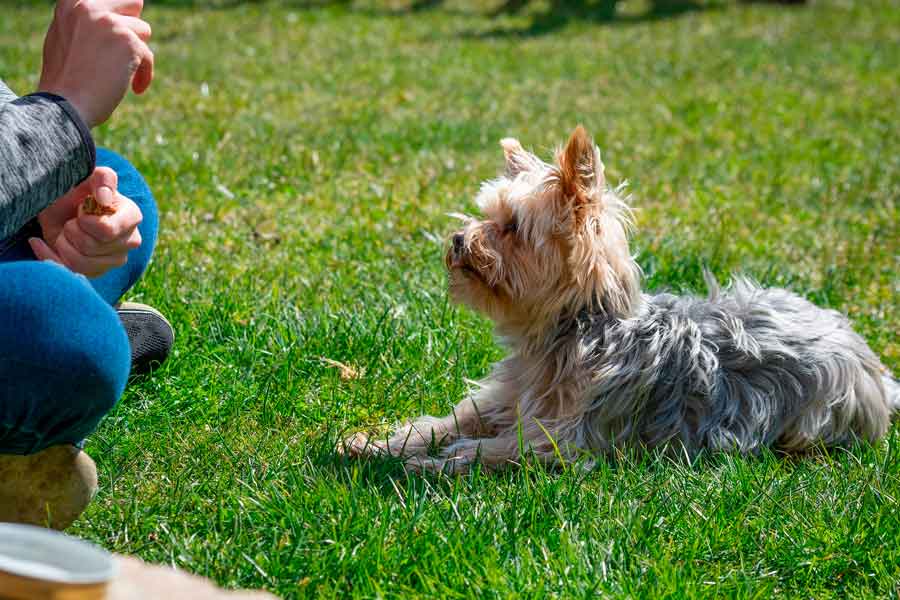 educador_canino_en_Valencia
