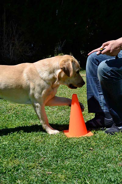 Entrenamiento-canino07