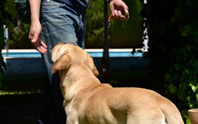 Educación canina y entrenamiento canino: diferencias, objetivos y cuándo elegir cada uno