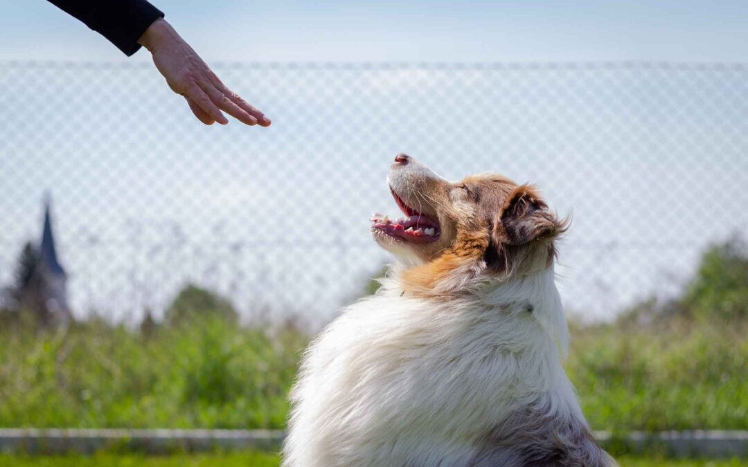 Cómo aprender entrenamiento canino online paso a paso (sin improvisar)