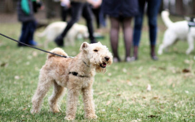 Cómo mejorar los paseos con tu perro: guía para caminar sin tirones y con calma