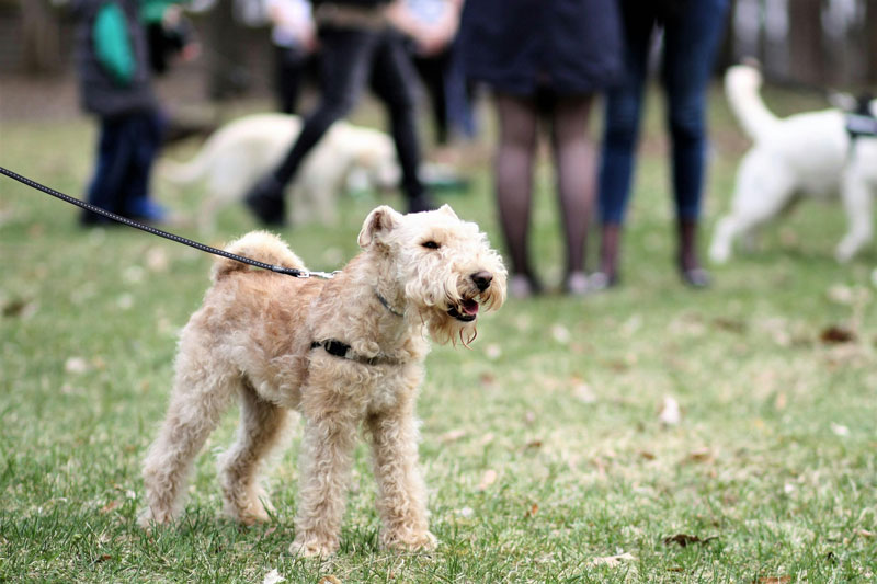 Cómo mejorar los paseos con tu perro: guía para caminar sin tirones y con calma