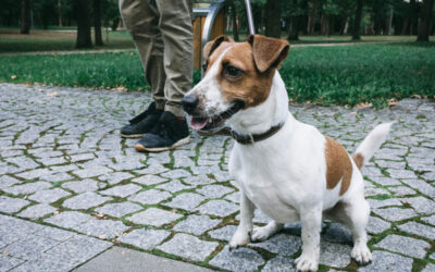 Cuántos paseos necesita un perro al día: duración y frecuencia recomendada