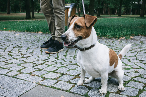 Cuántos paseos necesita un perro al día: duración y frecuencia recomendada