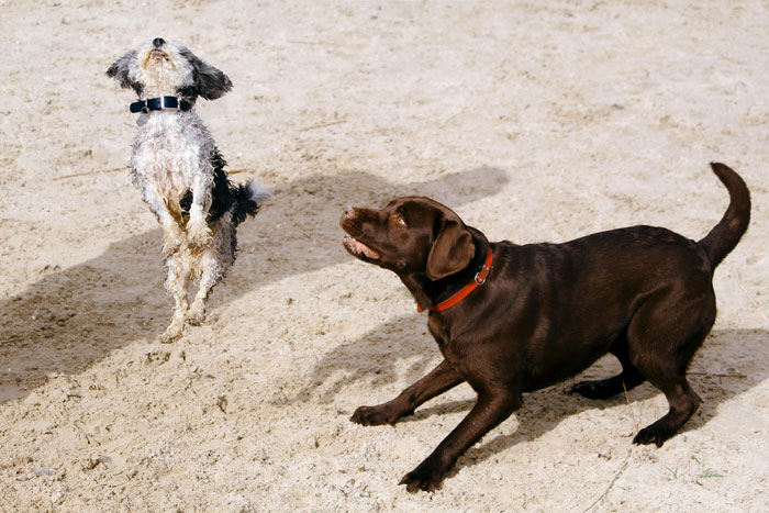 Educacion-canina-valencia03