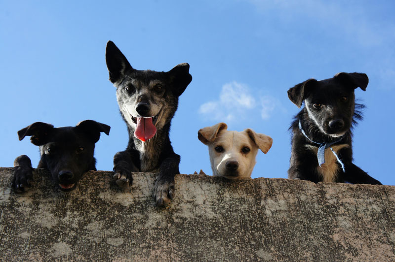 Cómo socializar a tu perro correctamente: guía para evitar problemas de comportamiento