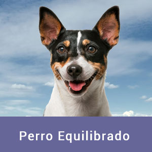 Perro equilibrado
