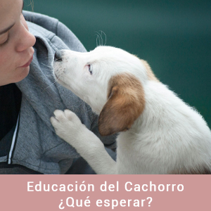 Educación del cachorro ¿Qué esperar?