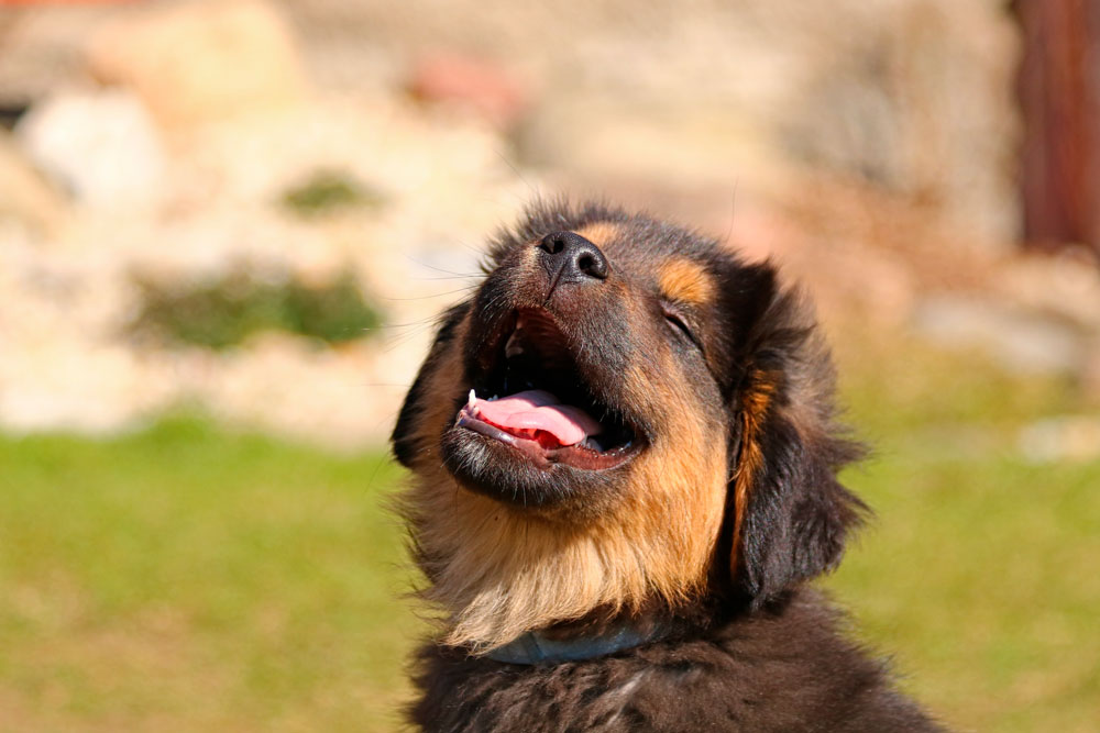 Cómo educar a un cachorro: expectativas reales desde el primer día